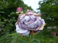 P1190336.webp