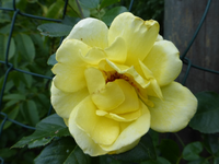 P1190355.webp