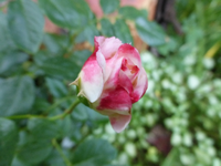 P1190339.webp