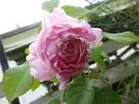 P1190460.webp