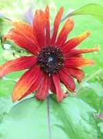 image.webp