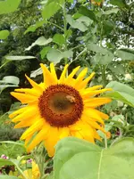image.webp