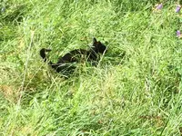 T_Tiger_Kackt Wiese__08.2014_mr.ditschy.webp