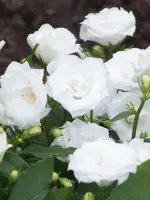 005.webp