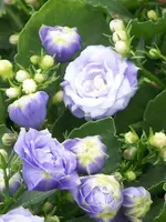 007.webp