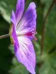 Geranium Rozanne (1).jpg