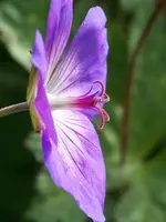 Geranium Rozanne (1).webp