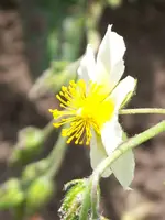 Helianthemum Elfenbeinglanz (2).webp