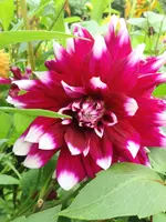 image.webp