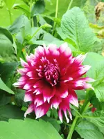 image.webp