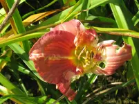 rosy returns_1067x800.webp