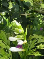 008_600x800.webp