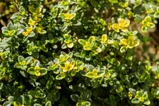 Stg 14-08-27-3394.webp