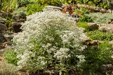 Stg 14-08-27-3398.webp Stg 14-08-27-3398.webp