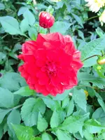 image.webp