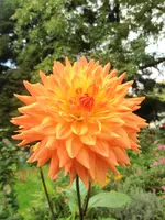 image.webp