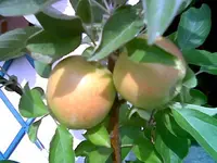 Apfel.webp