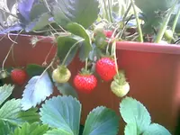 Erdbeere.webp