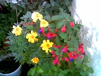 Fuchsie.webp