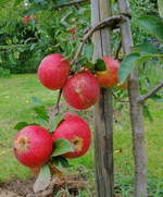 hrbst (2).webp