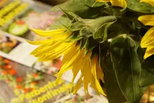 Sonnenblume.webp