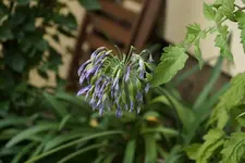 Agapanthus.webp