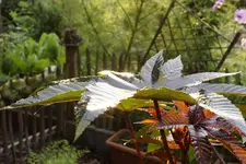Blatt von Wunderbaum.webp