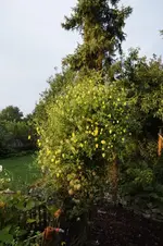 Clemi Tangutica.webp