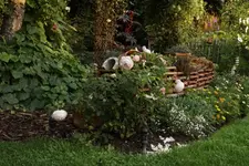 David Austin Heritage.webp
