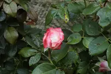 Edelrose Nostalgie.webp