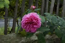 Gertrude Jekyll.webp