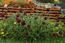 Schokoblume.webp