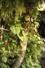 Winden.webp