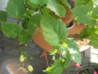 SAM_5316.webp