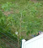 Baum.webp