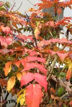 Herbstfarben.webp