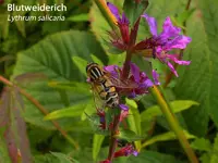 Lythrum salicaria.webp