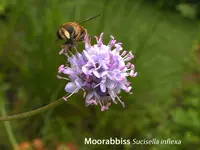 Succisella inflexa.webp