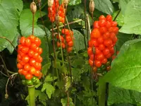 K800_DSCF4528.webp
