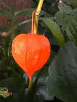 K800_DSCF4658.webp