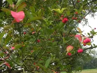 K800_DSCF4791.webp