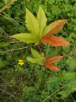 K800_DSCF4794.webp
