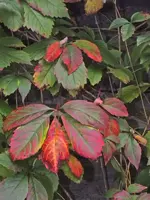 K800_DSCF4796.webp
