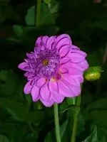 k-DSCI3046.webp
