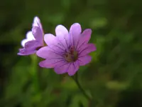 little_flower_p.webp