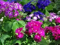 Copy of IMG_9482v.webp