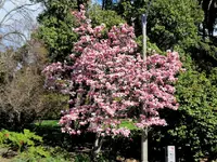 Copy of IMG_9514v.webp