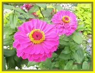 050.webp
