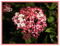 013.webp