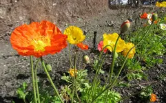 Copy of IMG_9446v.webp